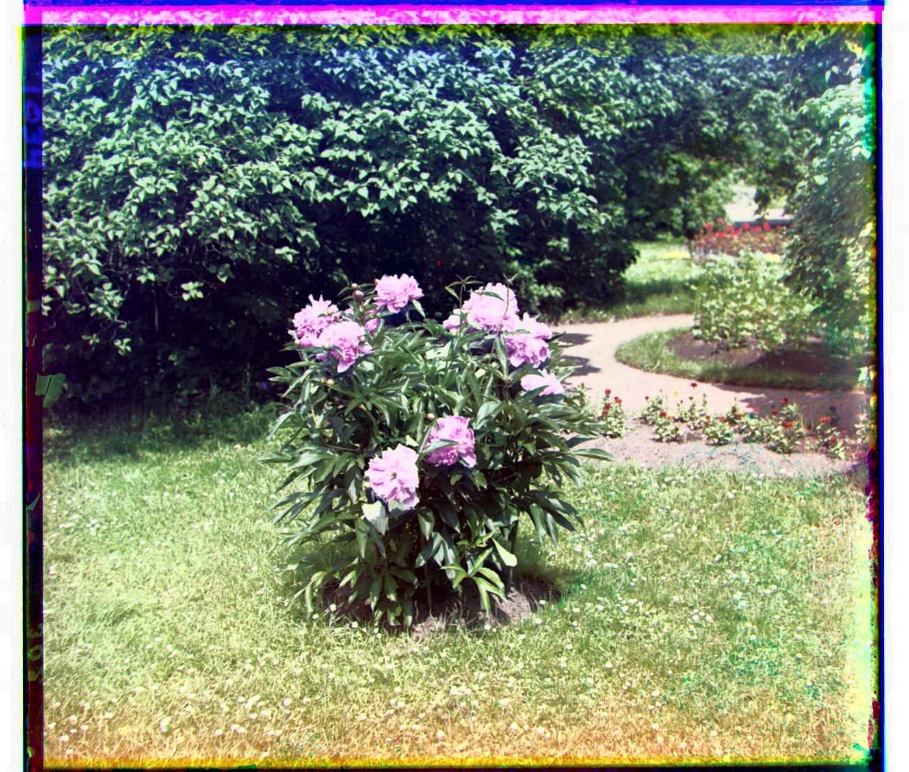 Contrasted peonies